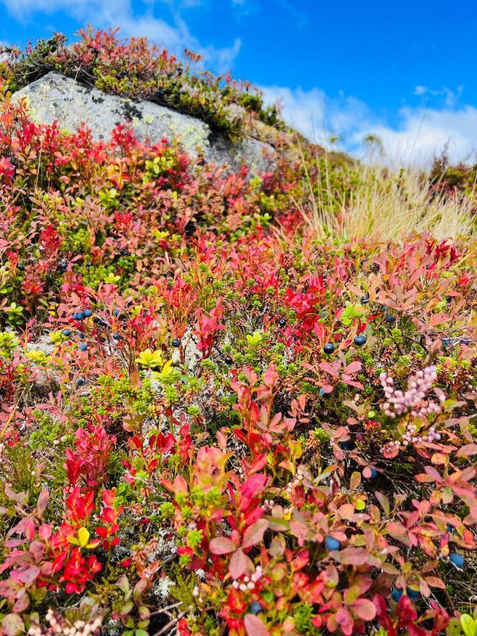 Flott Leilighet Pa Haugen I Sirdal Tjorhom Екстер'єр фото