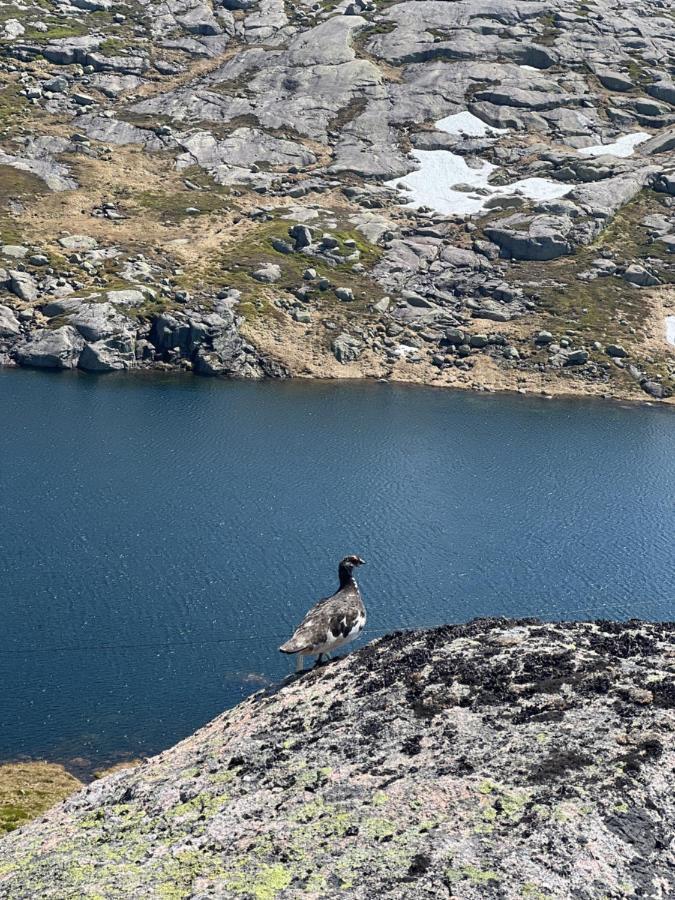 Flott Leilighet Pa Haugen I Sirdal Tjorhom Екстер'єр фото